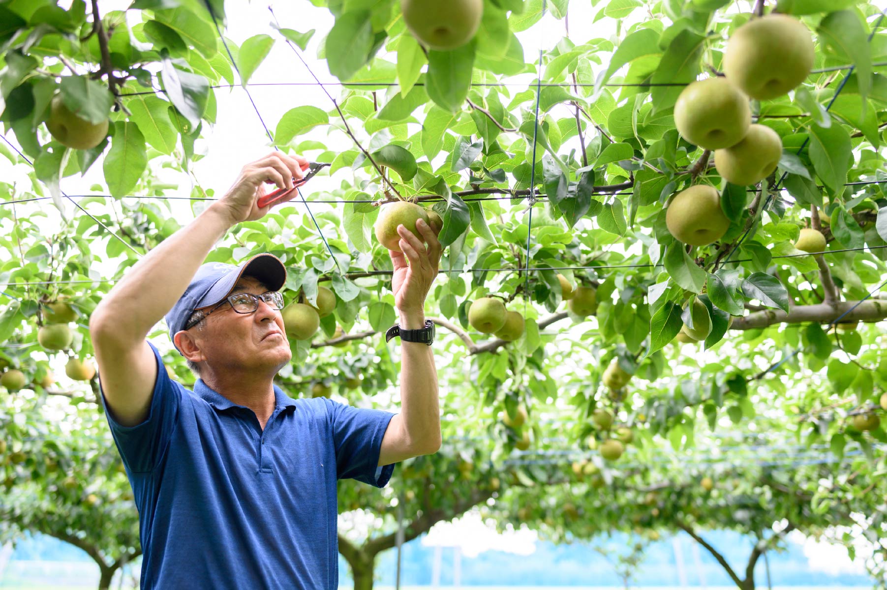 なしの栽培の様子