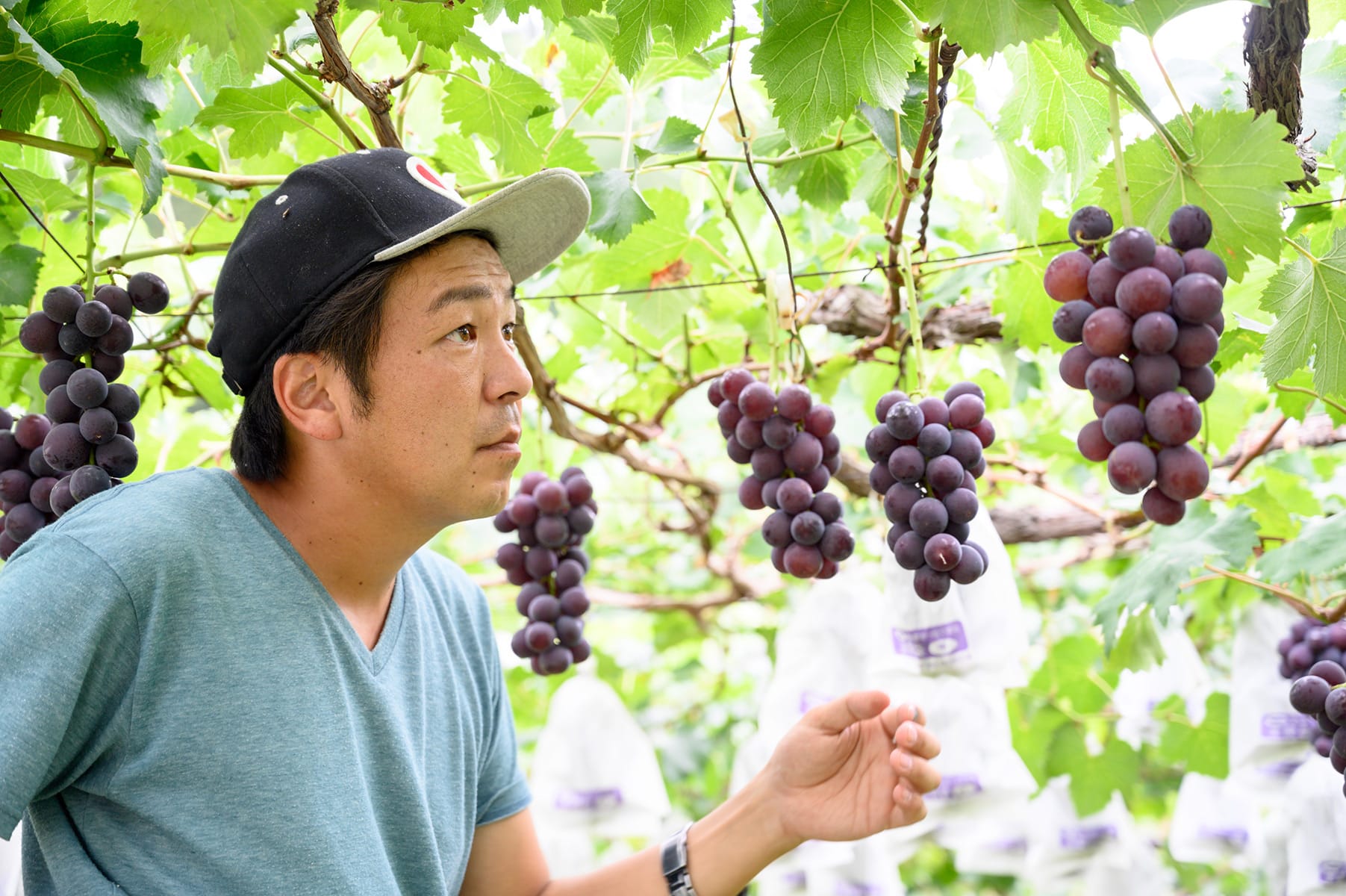 ぶどうの栽培の様子
