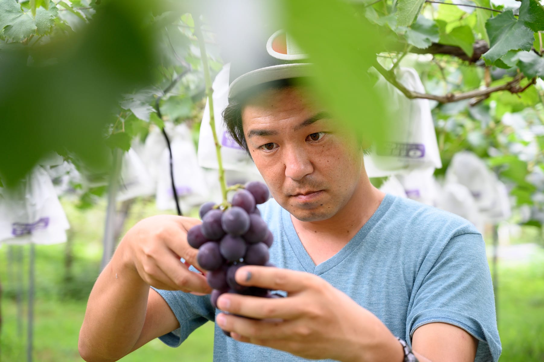 ぶどうの栽培の様子