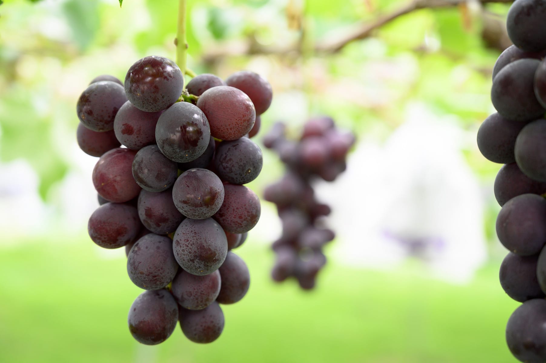 ぶどうの栽培の様子