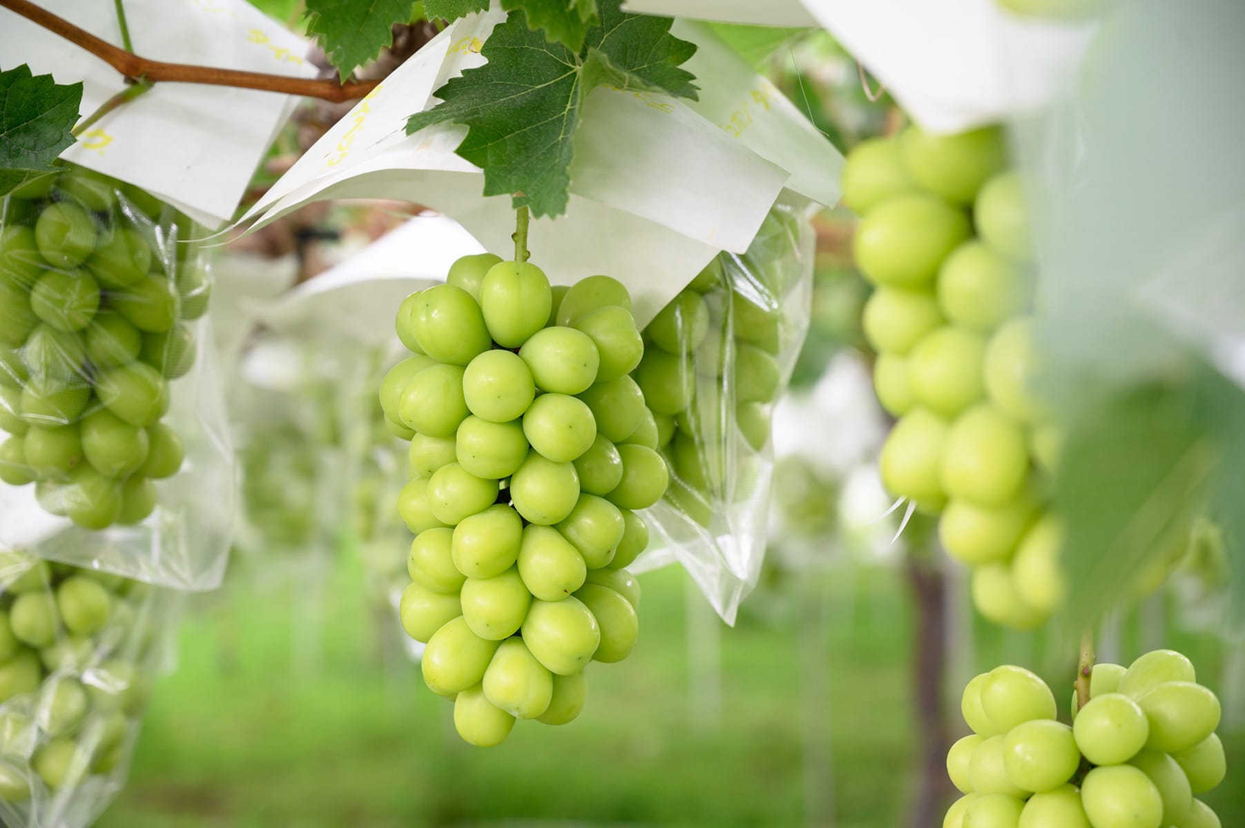 ぶどうの栽培の様子