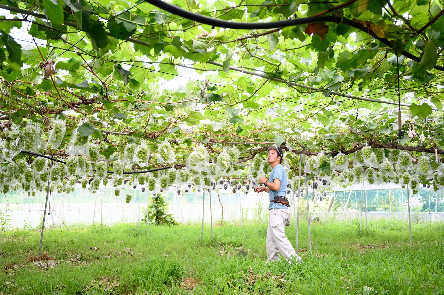 ぶどうの栽培の様子