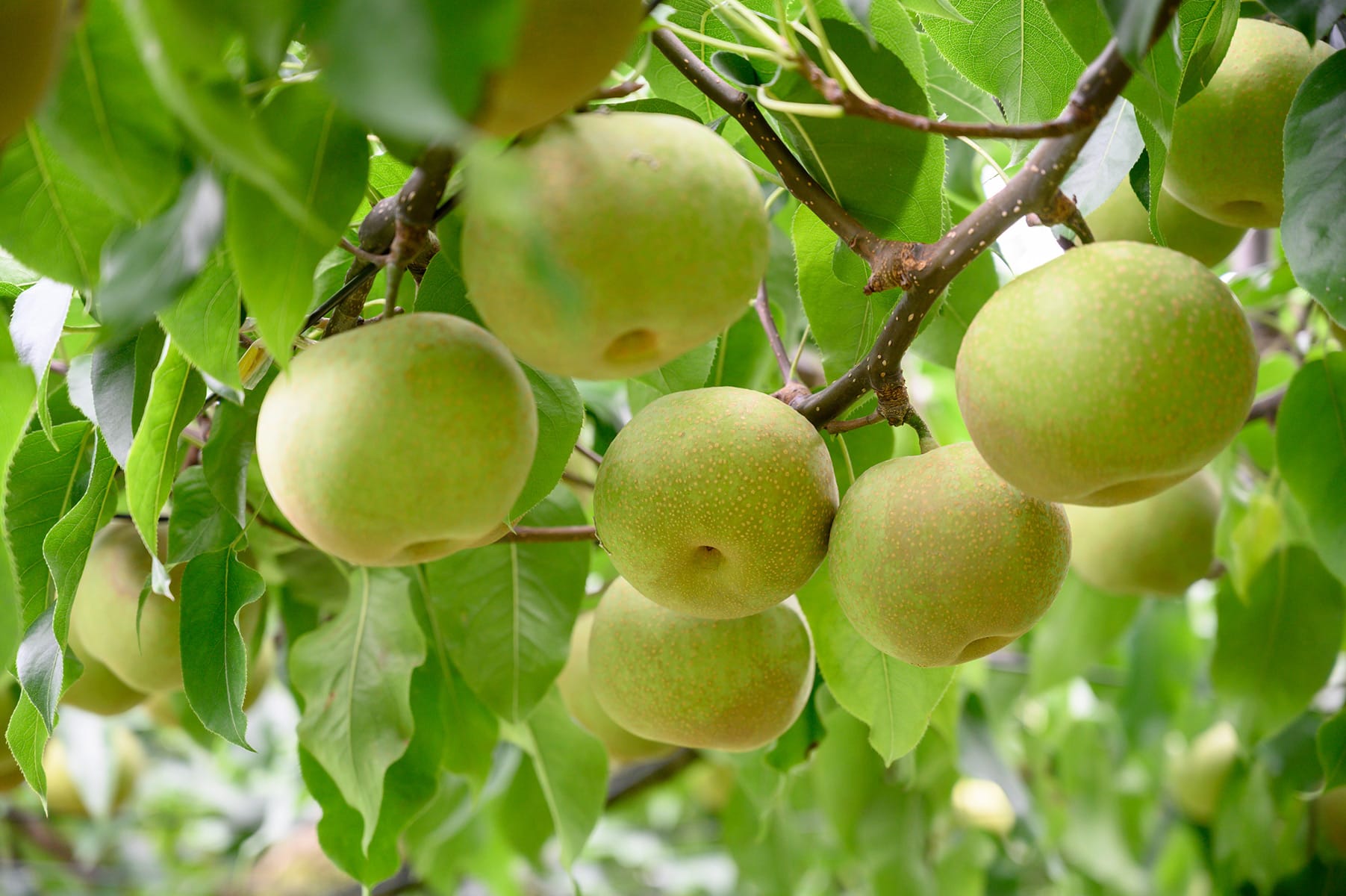 なしの栽培の様子