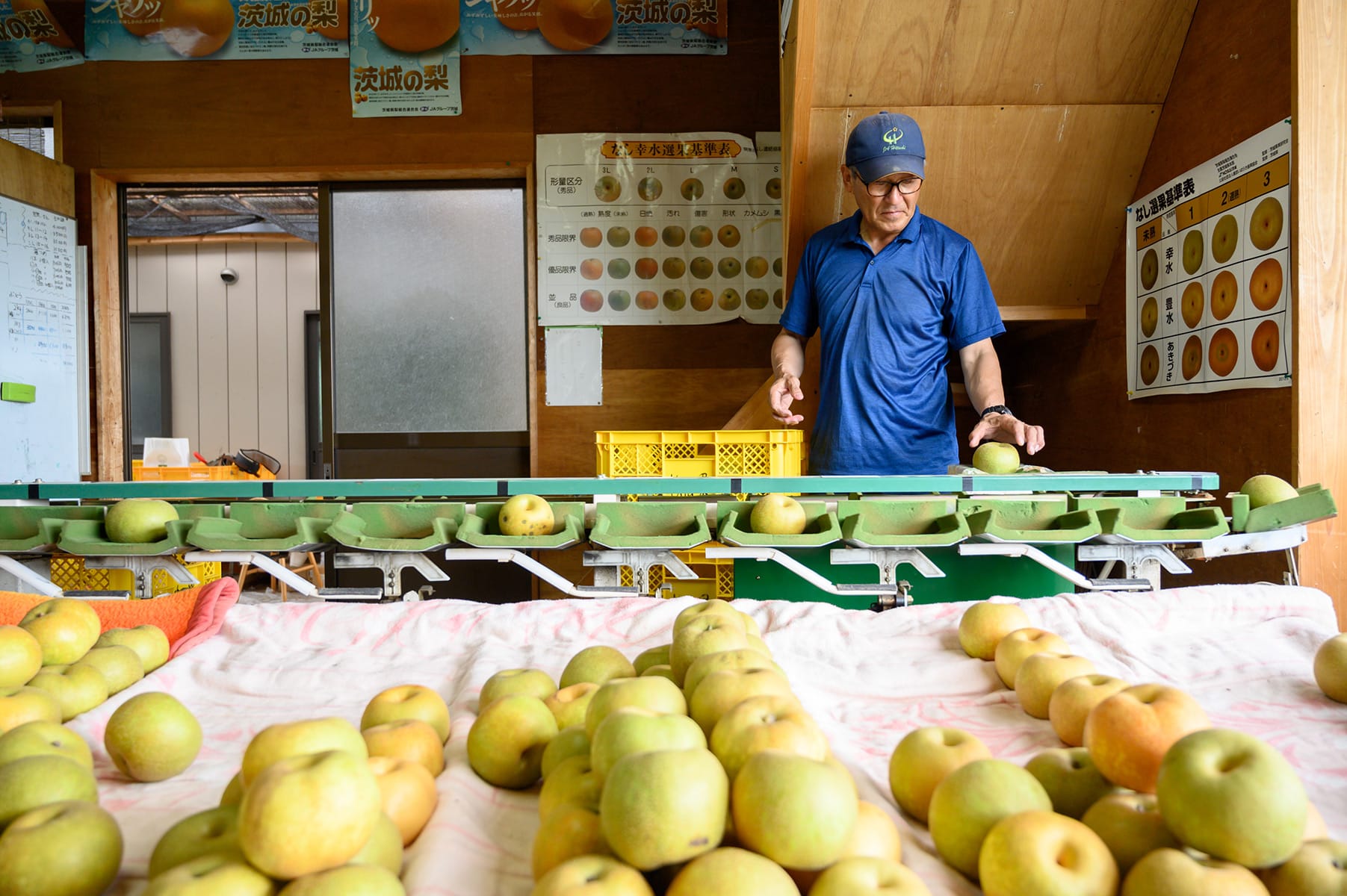 なしの栽培の様子