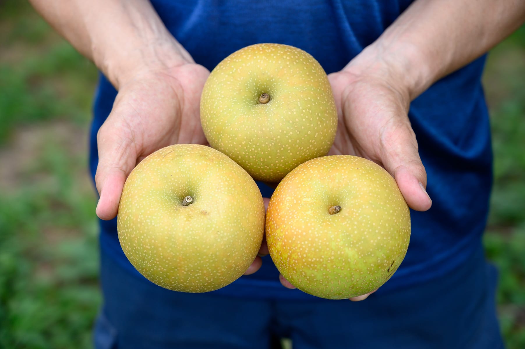 なしの栽培の様子