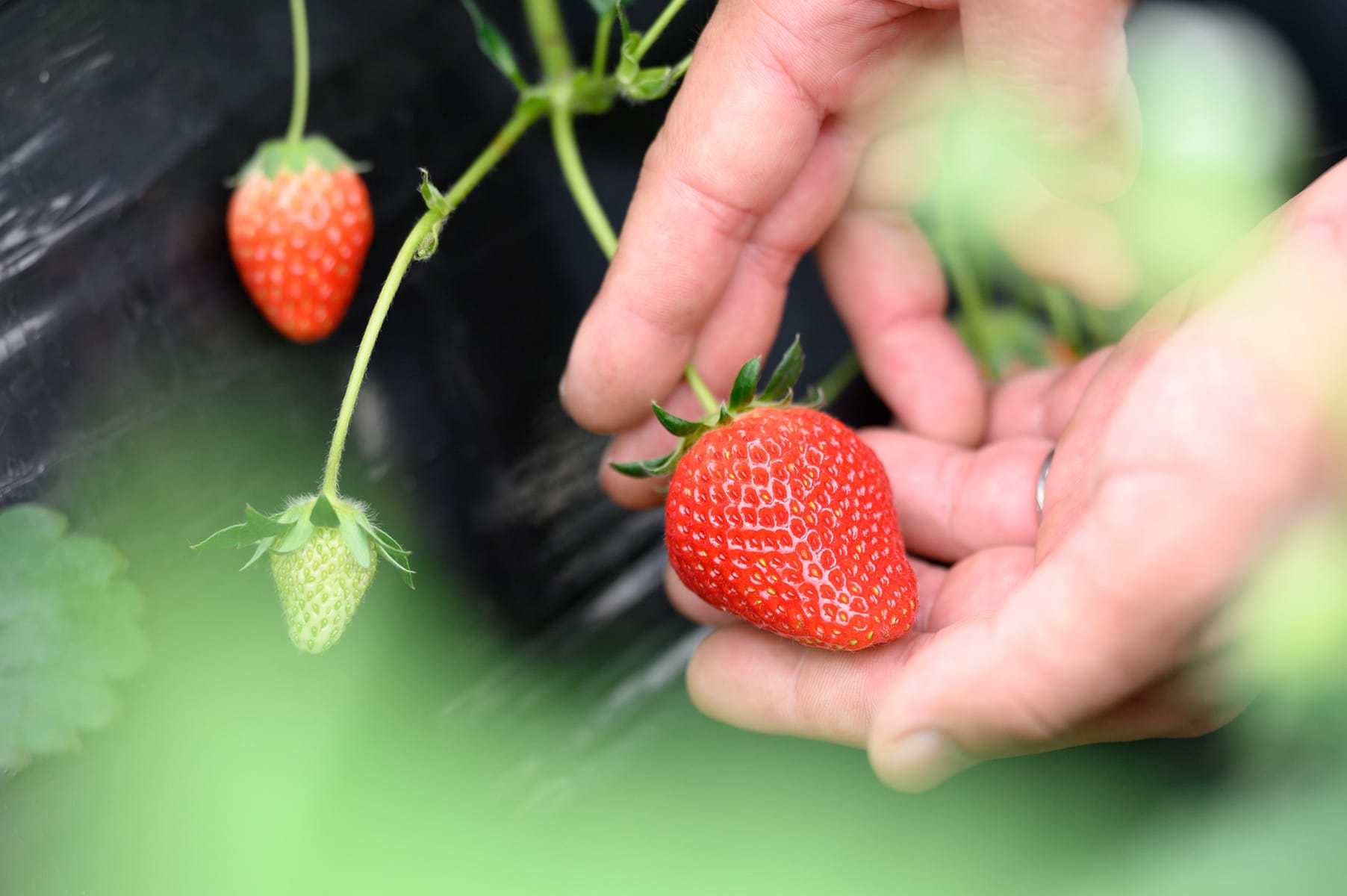 いちごの栽培の様子