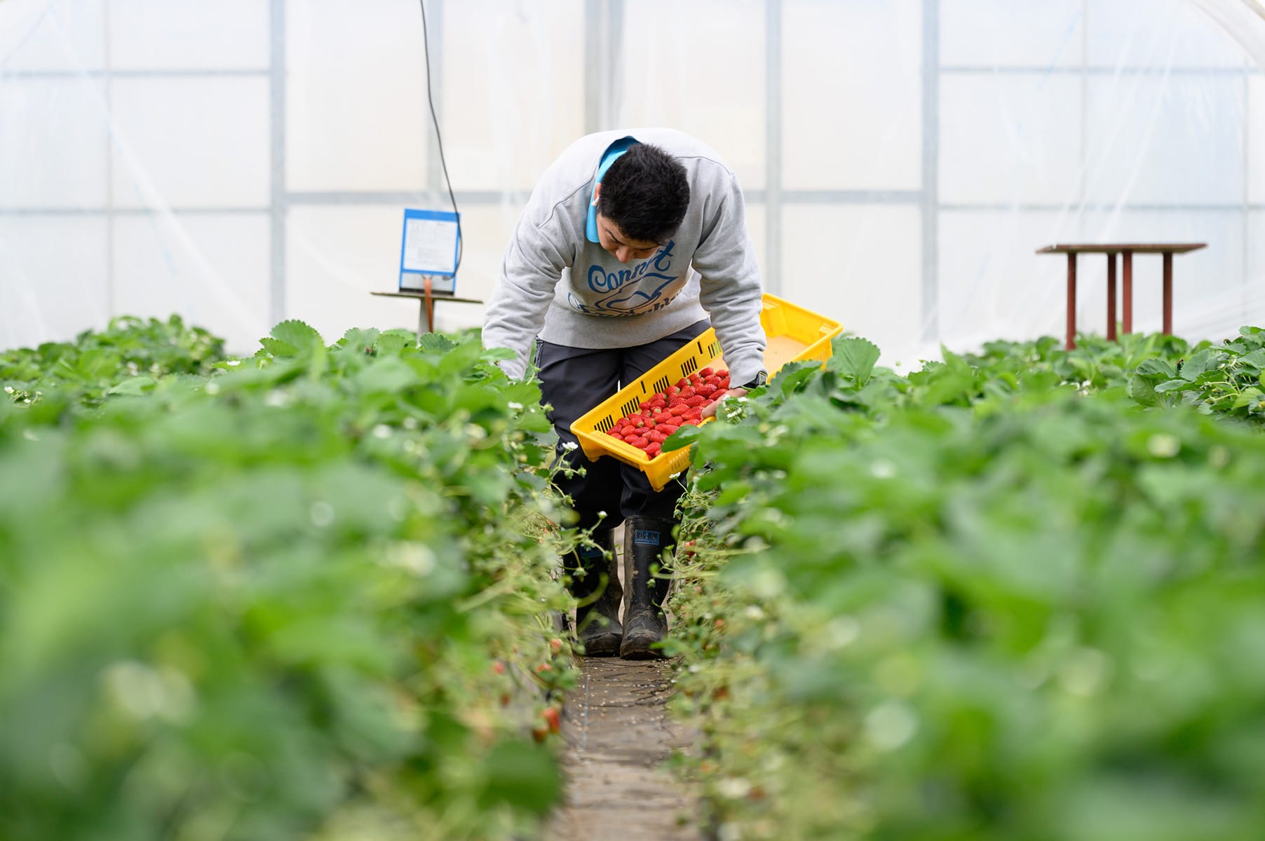 いちごの栽培の様子