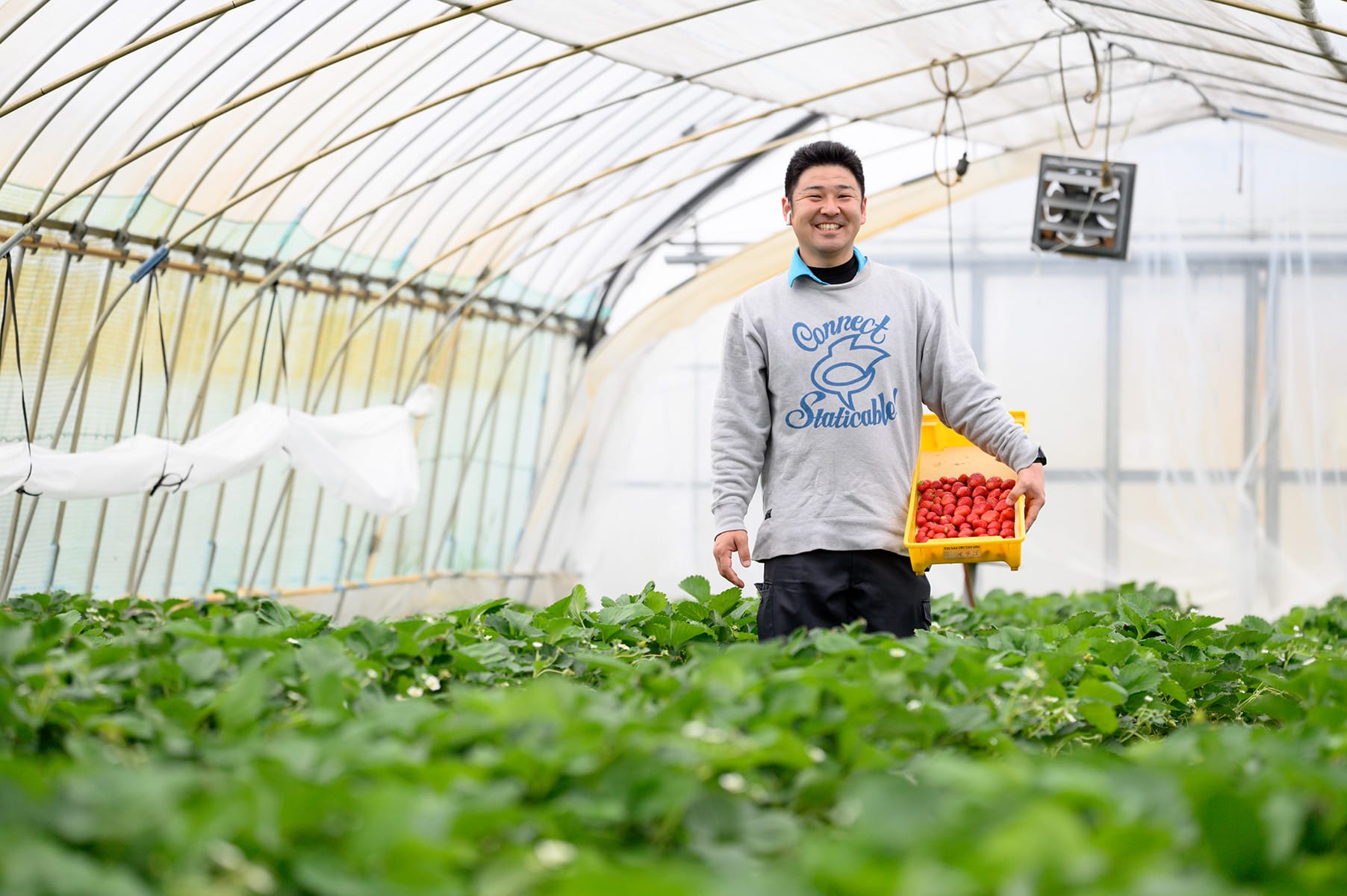 いちごの栽培の様子