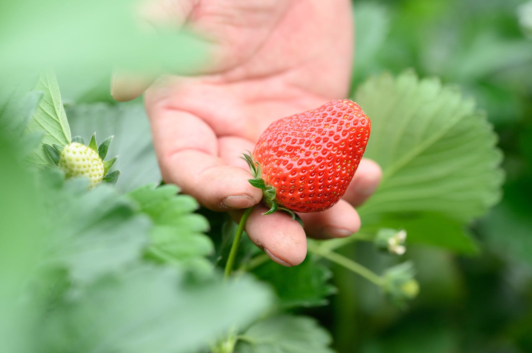 いちごの栽培の様子