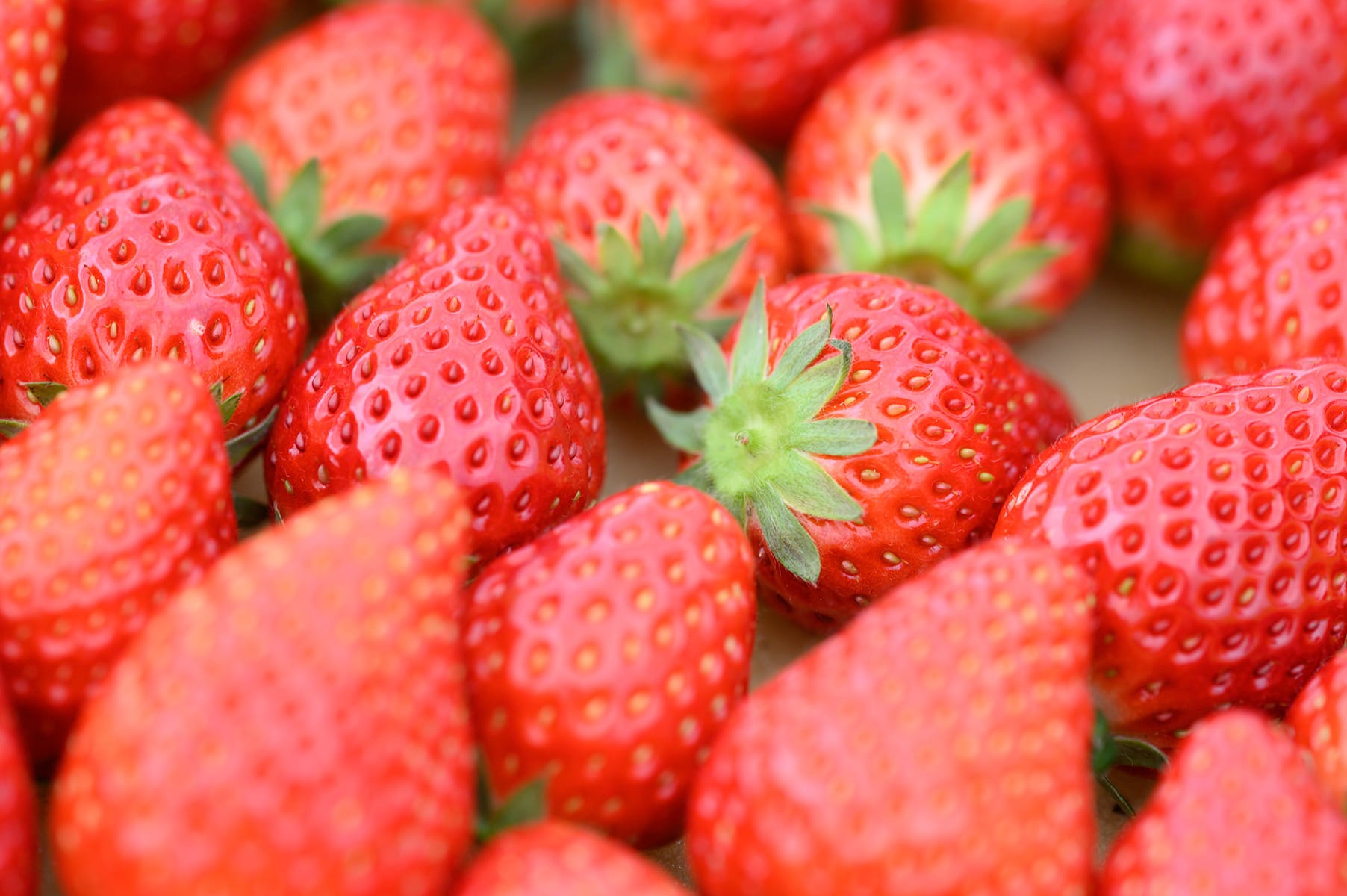 いちごの栽培の様子