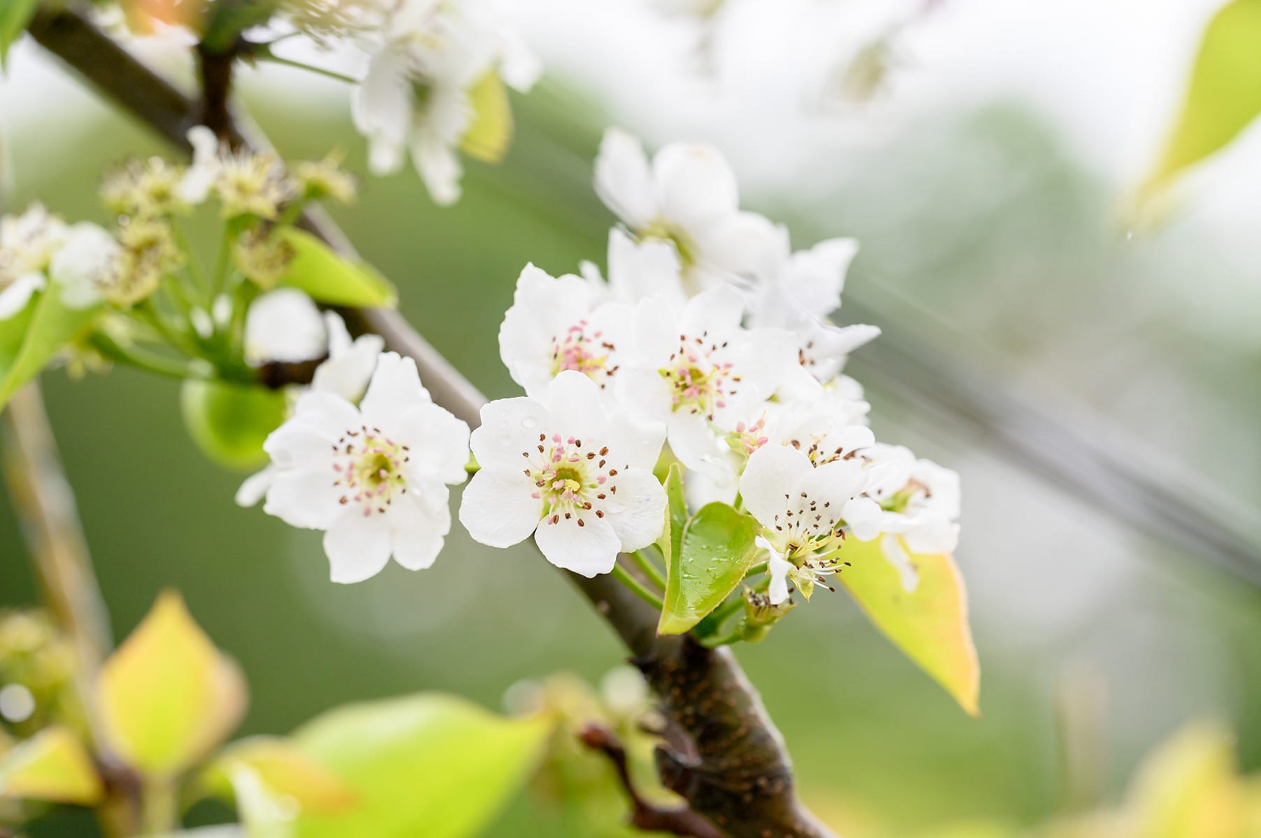 なしの栽培の様子