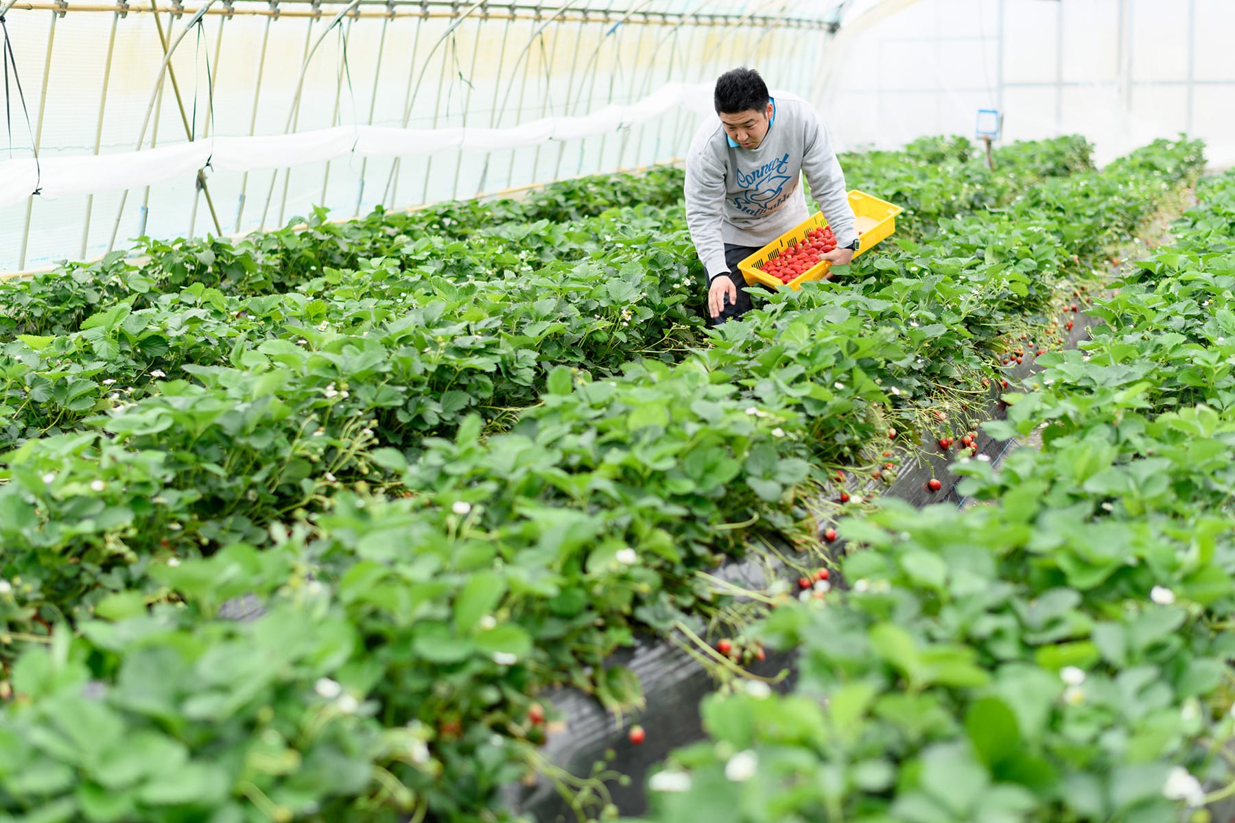 いちごの栽培の様子